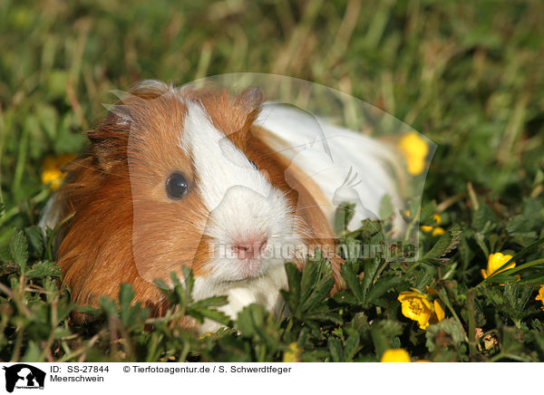 Meerschwein / guinea pig / SS-27844