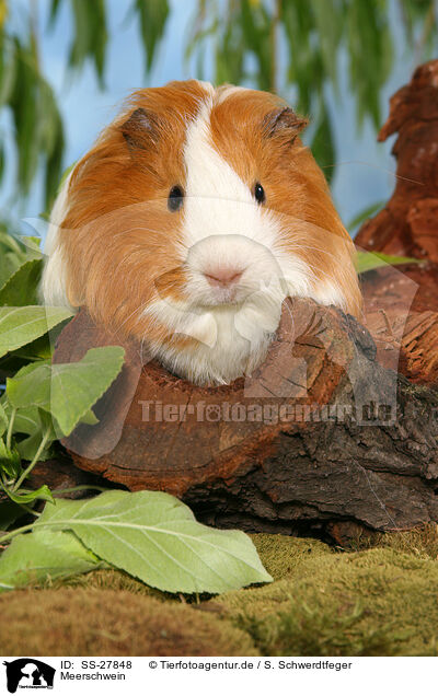 Meerschwein / guinea pig / SS-27848