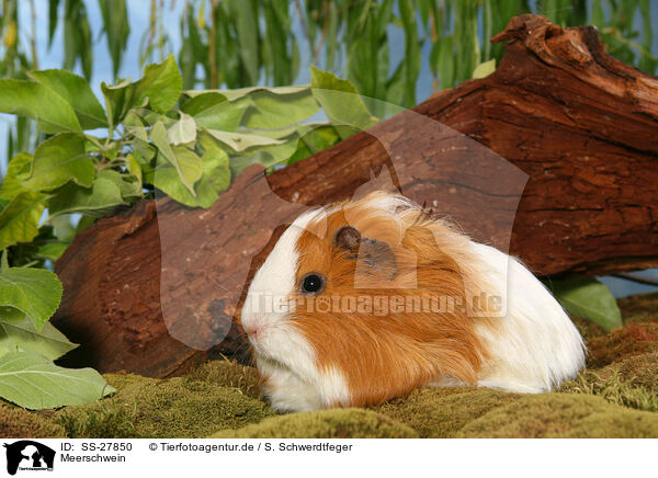 Meerschwein / guinea pig / SS-27850