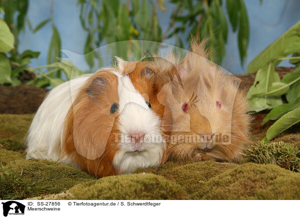 Meerschweine / guinea pigs / SS-27856