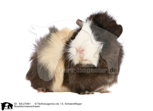 Meerschwein / guinea pig / SS-27861