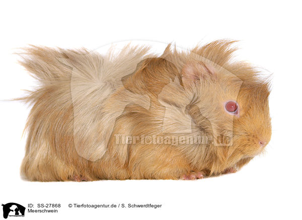 Meerschwein / guinea pig / SS-27868