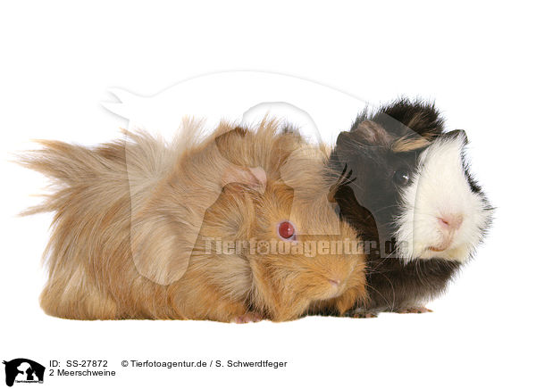 Meerschweine / guinea pigs / SS-27872