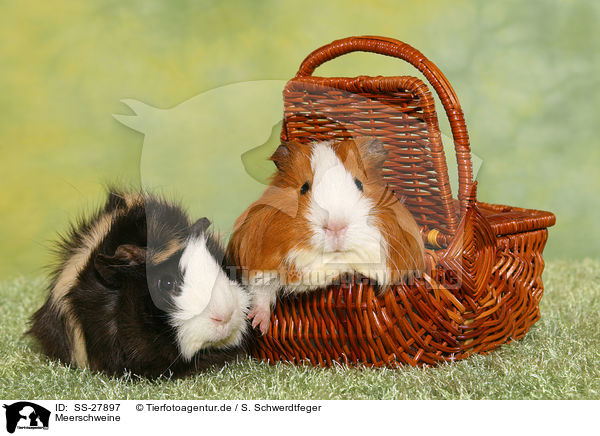 Meerschweine / guinea pigs / SS-27897
