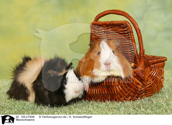 Meerschweine / guinea pigs / SS-27898