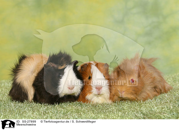 Meerschweine / guinea pigs / SS-27899