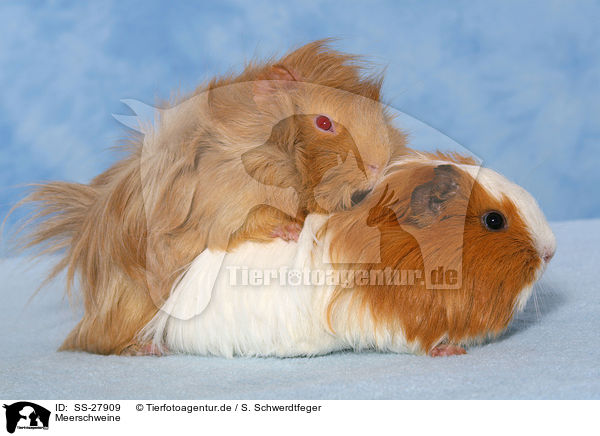 Meerschweine / SS-27909