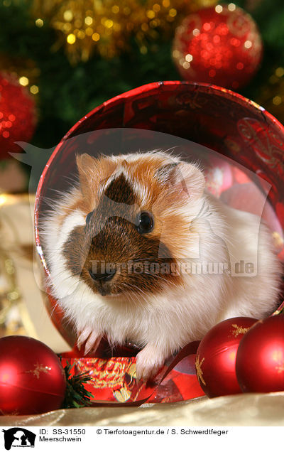 Meerschwein / guinea pig / SS-31550