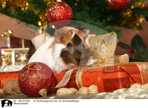 Meerschwein / guinea pig / SS-31559