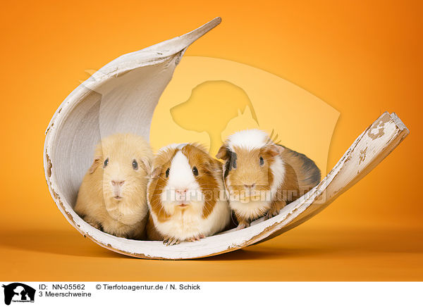 3 Meerschweine / 3 guinea pigs / NN-05562