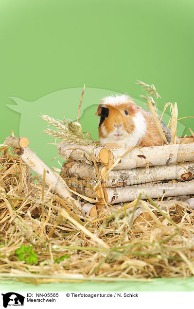 Meerschwein / guinea pig / NN-05565