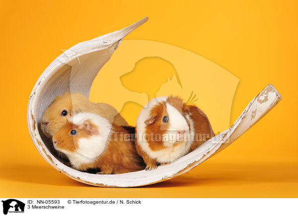 3 Meerschweine / NN-05593