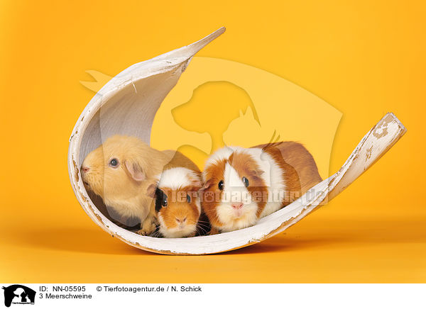3 Meerschweine / 3 guinea pigs / NN-05595