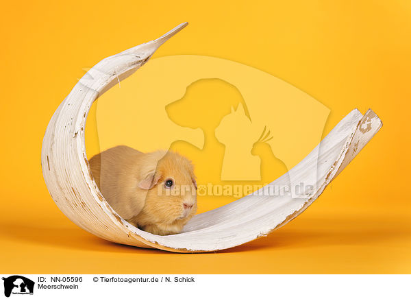 Meerschwein / guinea pig / NN-05596