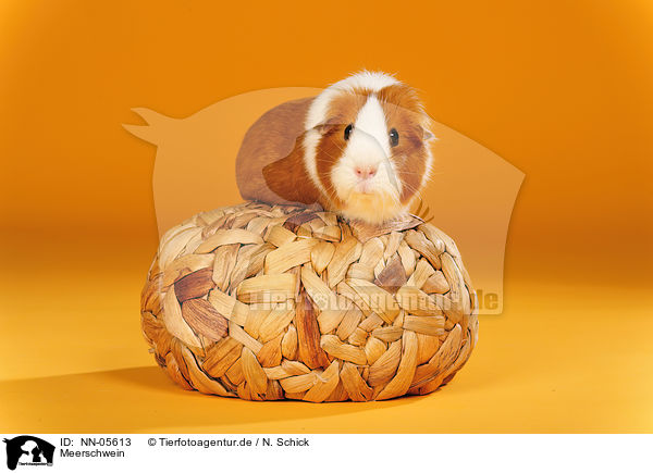 Meerschwein / guinea pig / NN-05613