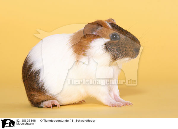Meerschwein / guinea pig / SS-33398