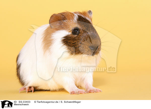 Meerschwein / guinea pig / SS-33403