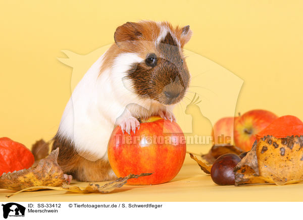Meerschwein / guinea pig / SS-33412