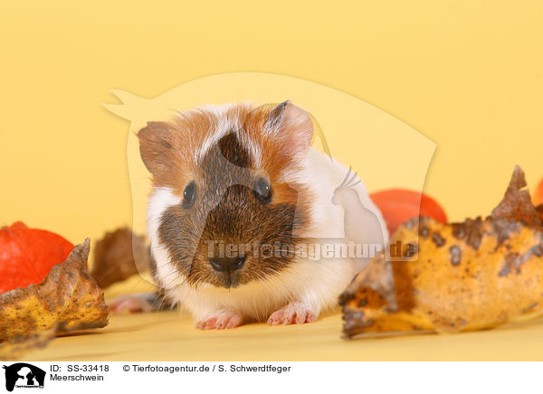 Meerschwein / guinea pig / SS-33418