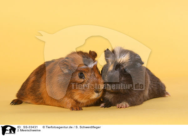 2 Meerschweine / 2 guinea pigs / SS-33431