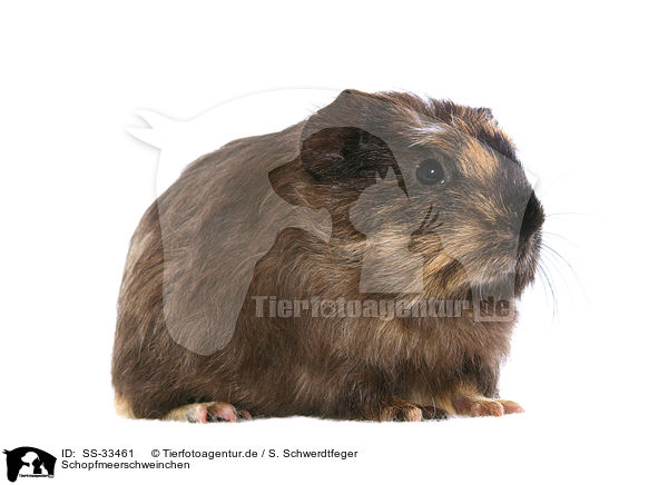 Schopfmeerschweinchen / SS-33461