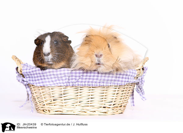 Meerschweine / guinea pigs / JH-20439