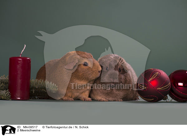 2 Meerschweine / 2 guinea pigs / NN-08517