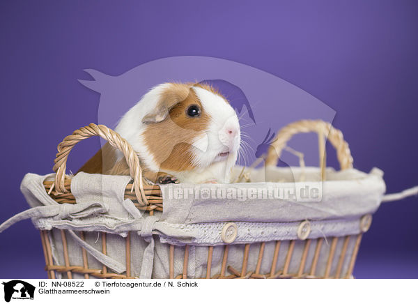 Glatthaarmeerschwein / smooth-hairedm guinea pig / NN-08522