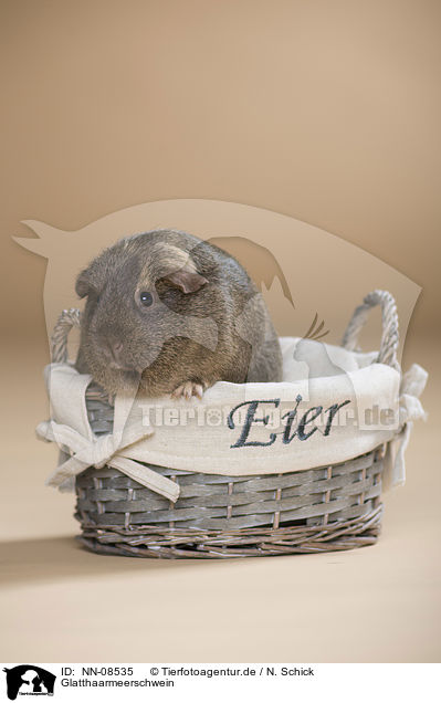 Glatthaarmeerschwein / smooth-hairedm guinea pig / NN-08535