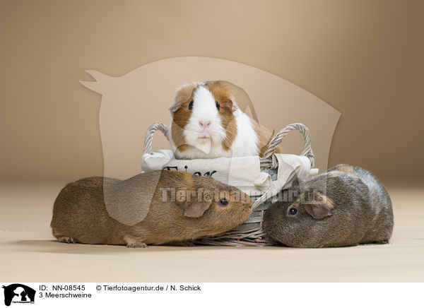 3 Meerschweine / 3 guinea pigs / NN-08545