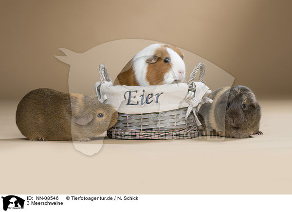 3 Meerschweine / 3 guinea pigs / NN-08546