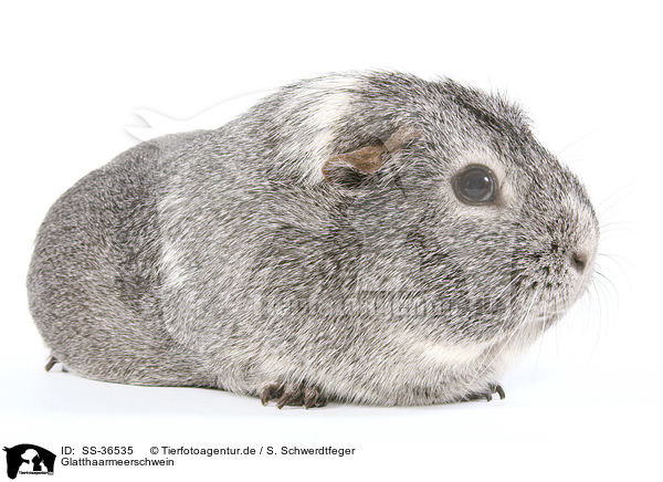 Glatthaarmeerschwein / SS-36535