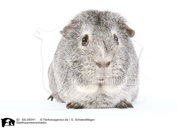 Glatthaarmeerschwein / SS-36541