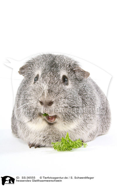 fressendes Glatthaarmeerschwein / SS-36555