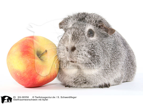 Glatthaarmeerschwein mit Apfel / smooth-haired guinea pig with apple / SS-36558