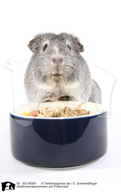 Glatthaarmeerschwein am Futternapf / smooth-haired guinea pig at feeding bowl / SS-36561