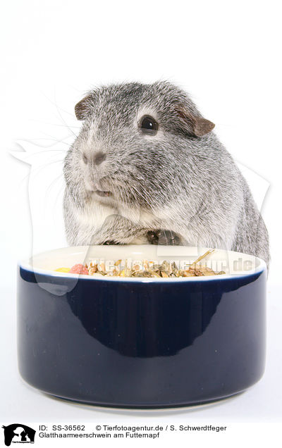 Glatthaarmeerschwein am Futternapf / smooth-haired guinea pig at feeding bowl / SS-36562