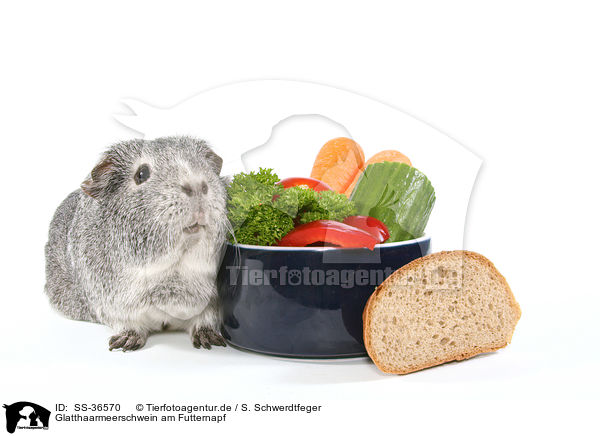 Glatthaarmeerschwein am Futternapf / smooth-haired guinea pig at feeding bowl / SS-36570