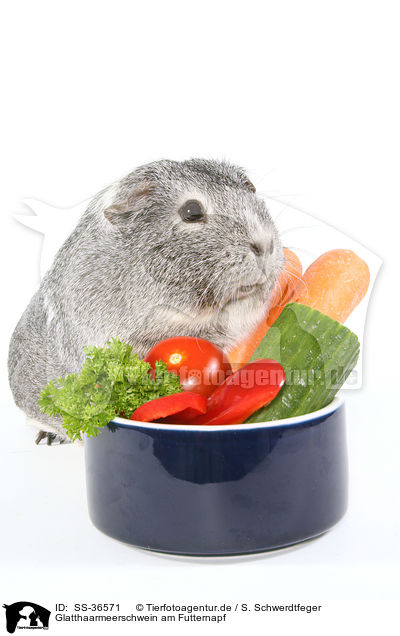 Glatthaarmeerschwein am Futternapf / smooth-haired guinea pig at feeding bowl / SS-36571