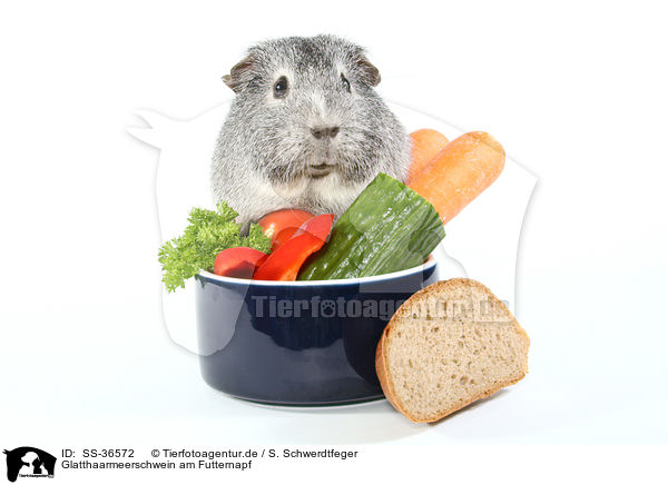 Glatthaarmeerschwein am Futternapf / smooth-haired guinea pig at feeding bowl / SS-36572