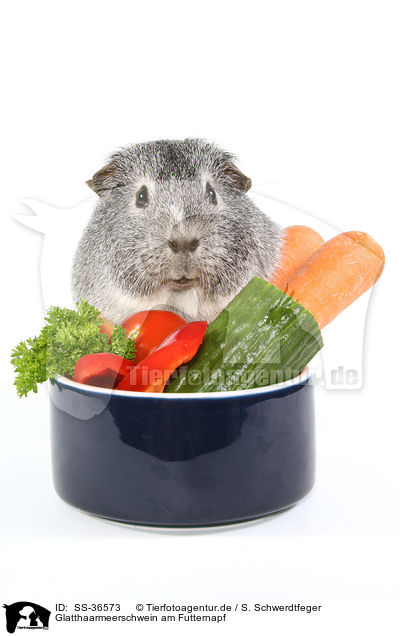 Glatthaarmeerschwein am Futternapf / smooth-haired guinea pig at feeding bowl / SS-36573