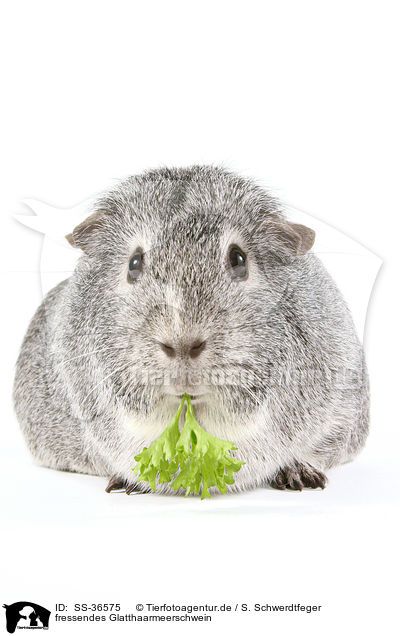 fressendes Glatthaarmeerschwein / eating smooth-haired guinea pig / SS-36575