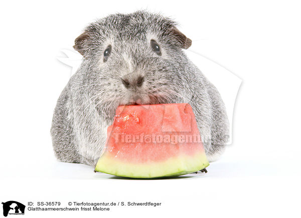 Glatthaarmeerschwein frisst Melone / smooth-haired guinea pig eats melon / SS-36579