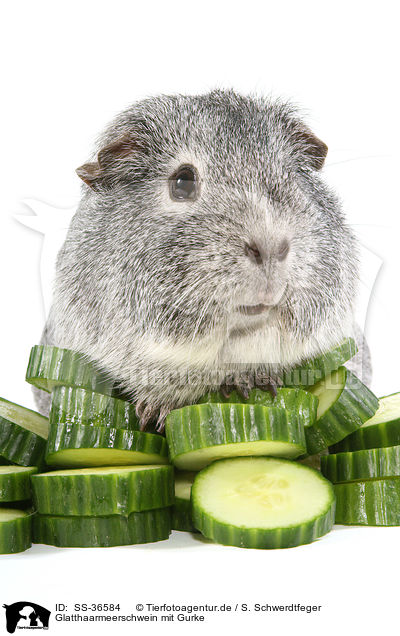Glatthaarmeerschwein mit Gurke / smooth-haired guinea pig with cucumber / SS-36584