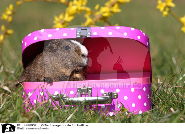 Glatthaarmeerschwein / smooth haired guinea pig / JH-20932