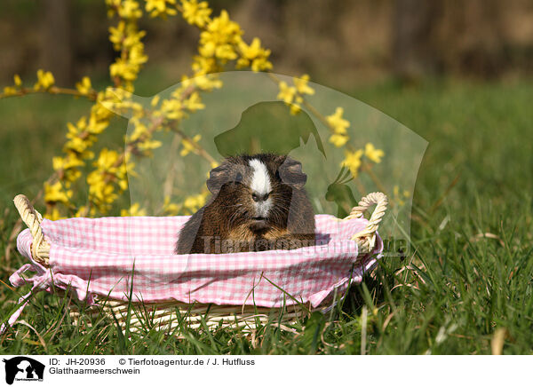 Glatthaarmeerschwein / JH-20936