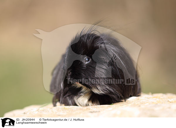 Langhaarmeerschwein / long-haired guinea pig / JH-20944