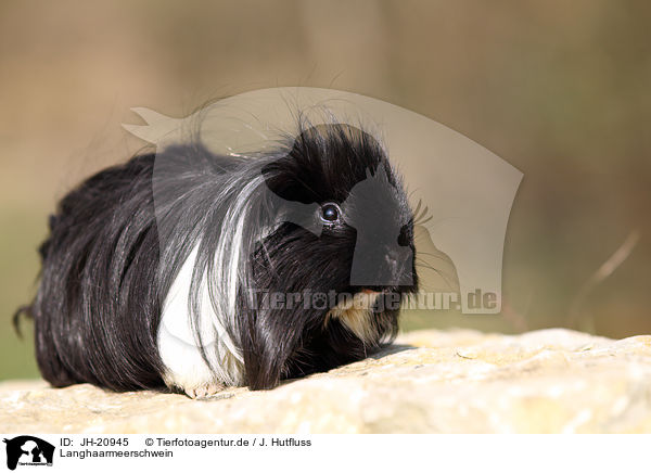 Langhaarmeerschwein / long-haired guinea pig / JH-20945