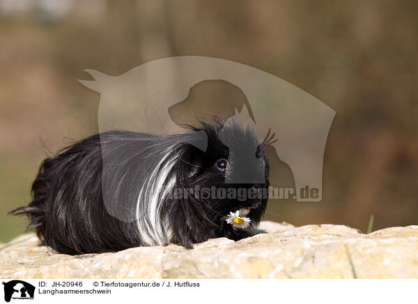 Langhaarmeerschwein / long-haired guinea pig / JH-20946