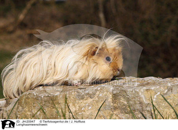 Langhaarmeerschwein / long-haired guinea pig / JH-20947